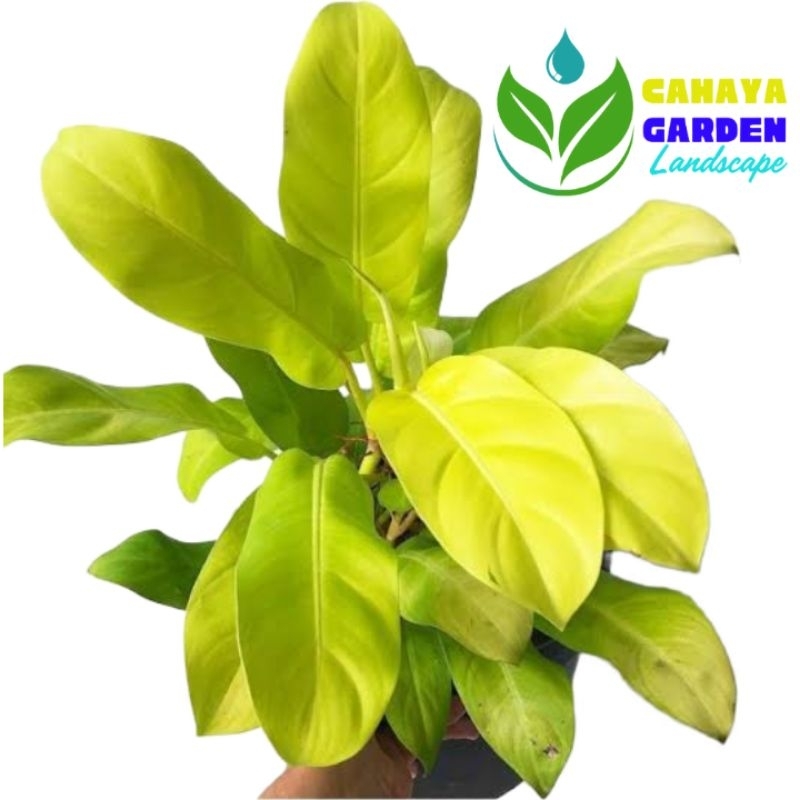 Tanaman Hias Sirih Gading Lemon - Sirih Centong