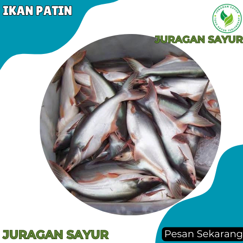 

Ikan Patin 1 kg- Ikan Patin Segar - Ikan Segar Patin Juragan Sayur