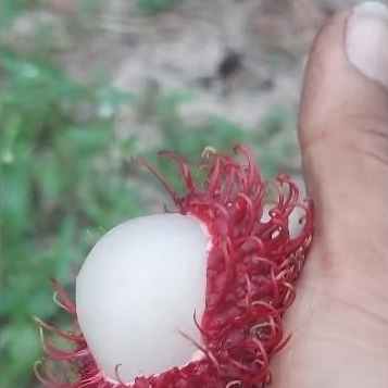 

Rambutan Segar Manis