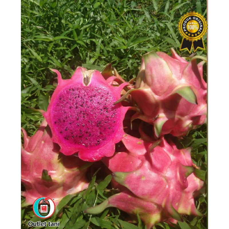 

Buah naga super merah fresss dari kebun berat 1 kg