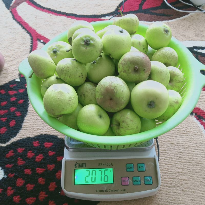 

Apel Manalagi Mini 2kg | Isi 25-28 buah per kg