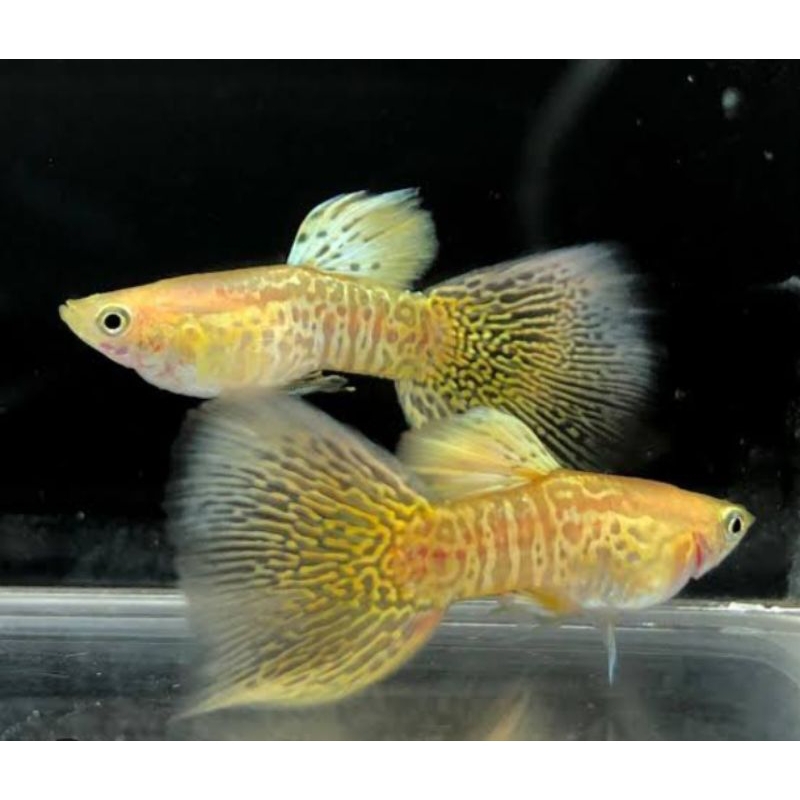 guppy blonde yellow cobra