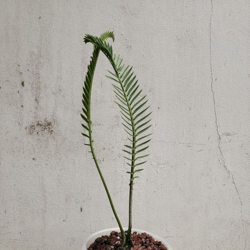 Encephalartos caffer "humandrof"