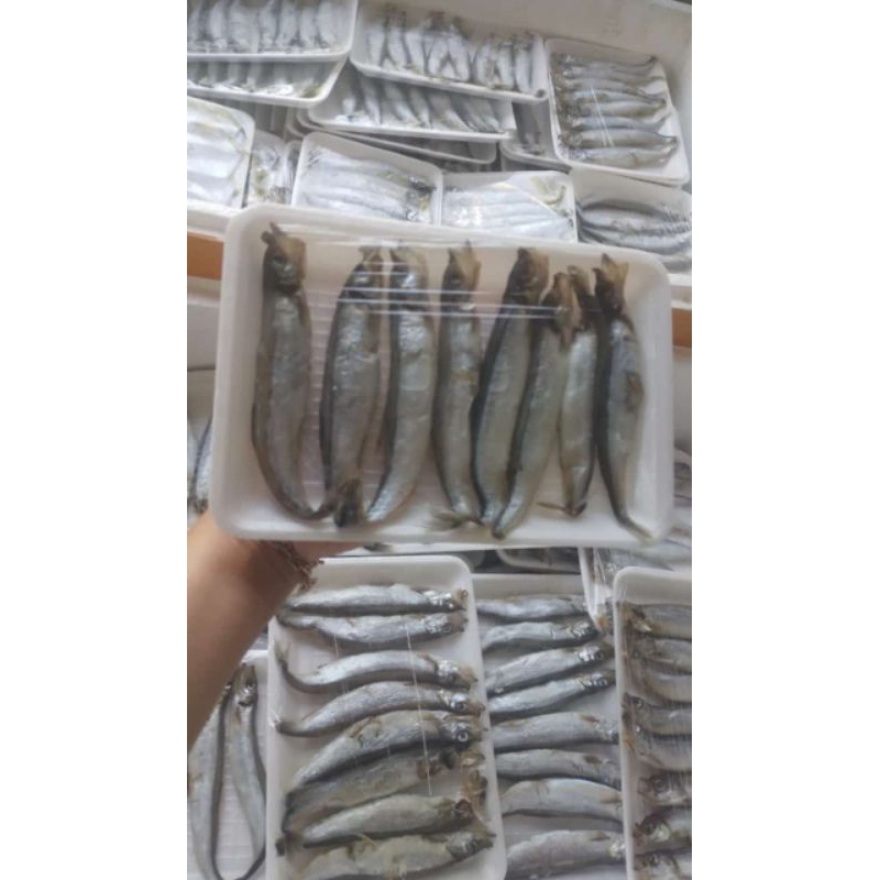 

Ikan Shisamo Bertelur
