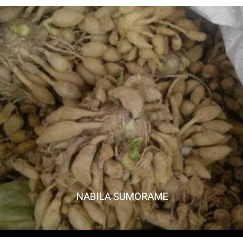 

Temu Pepet Kunci Pepet 1 kg