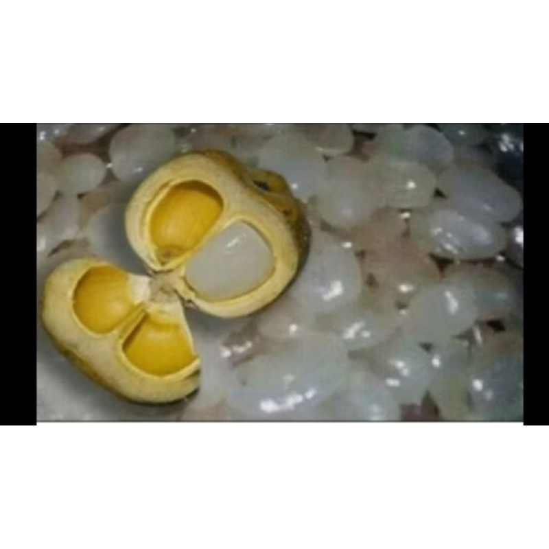 

kokang kalibg muda 500 gram