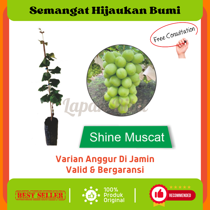 Bibit Anggur Shine Muscat (Valid & Bergaransi)