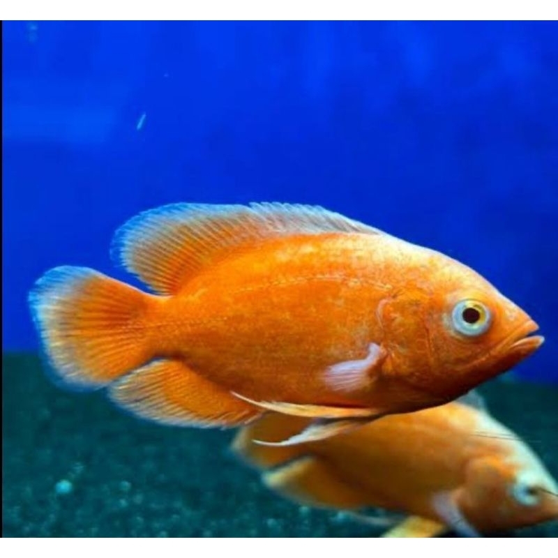 hiasan aquarium oscar red chili goodmarking