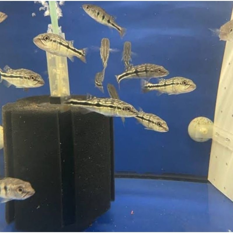 hiasan aquarium pbass xingu