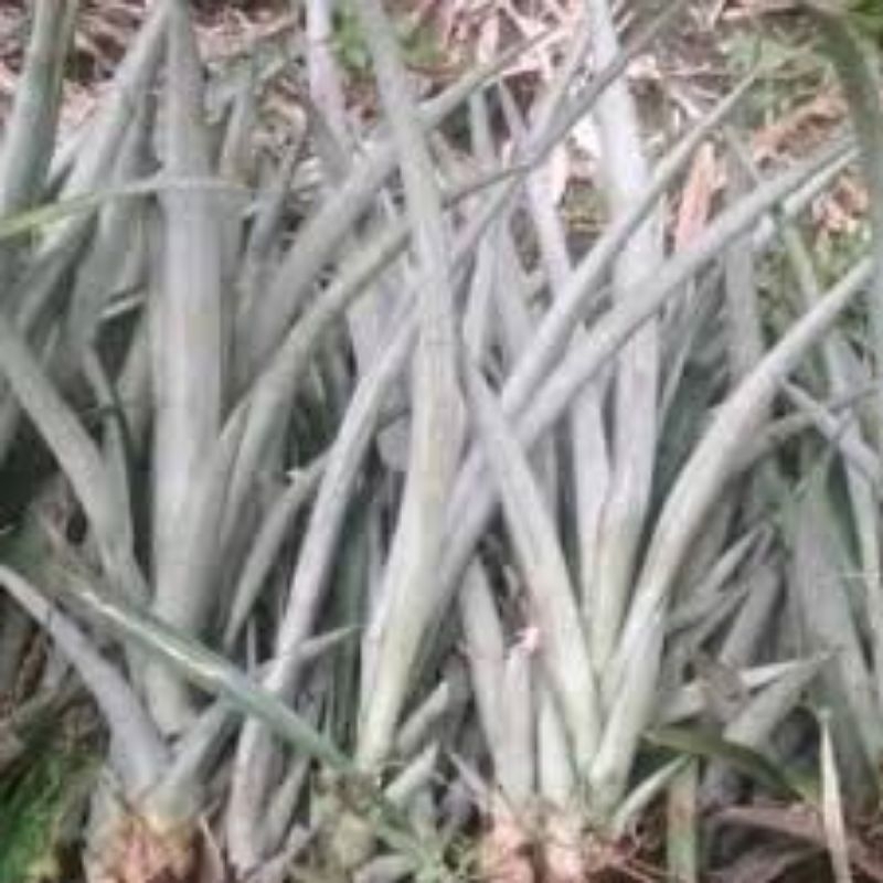 Bibit Nanas Bogor Ready 5rbu 3