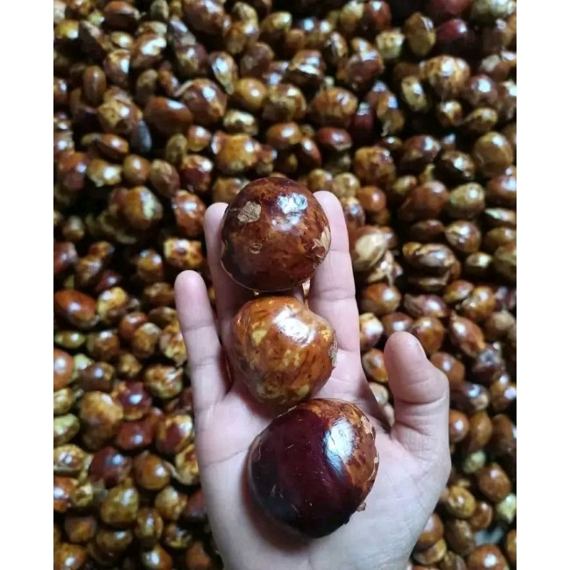 

Jengkol tua best seller 1kg