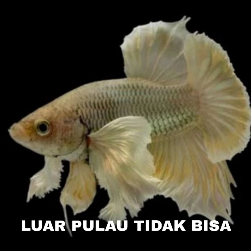 ikan cupang plakat big ear 12pcs bergaransi