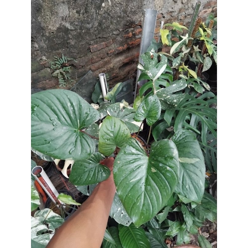 homa stardust / homa thai, REALPICT.