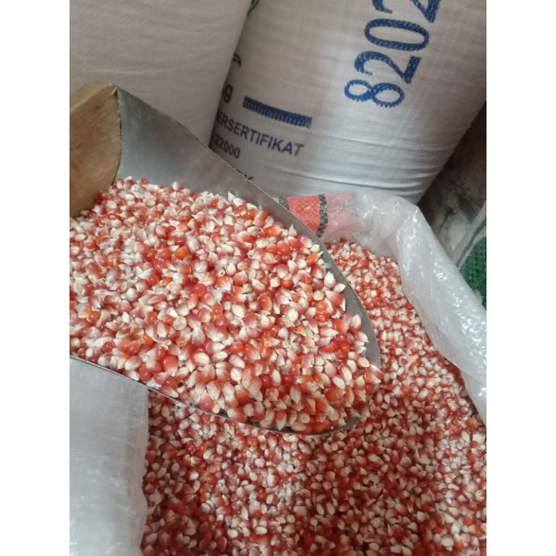 

JAGUNG BERKULITAS SUPER GRADE ( A ) TERMURAH