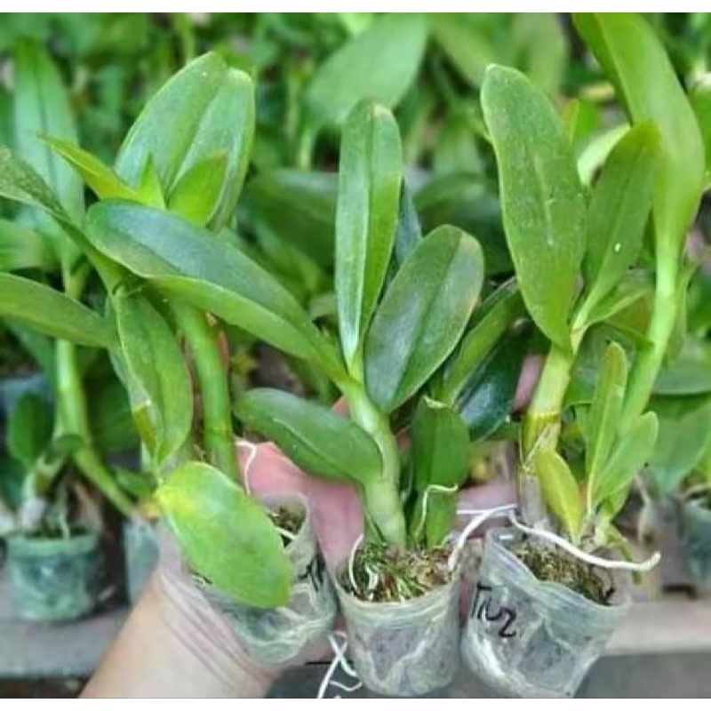 bunga anggrek dendrobium remaja bunga anggrek dendrobium remaja