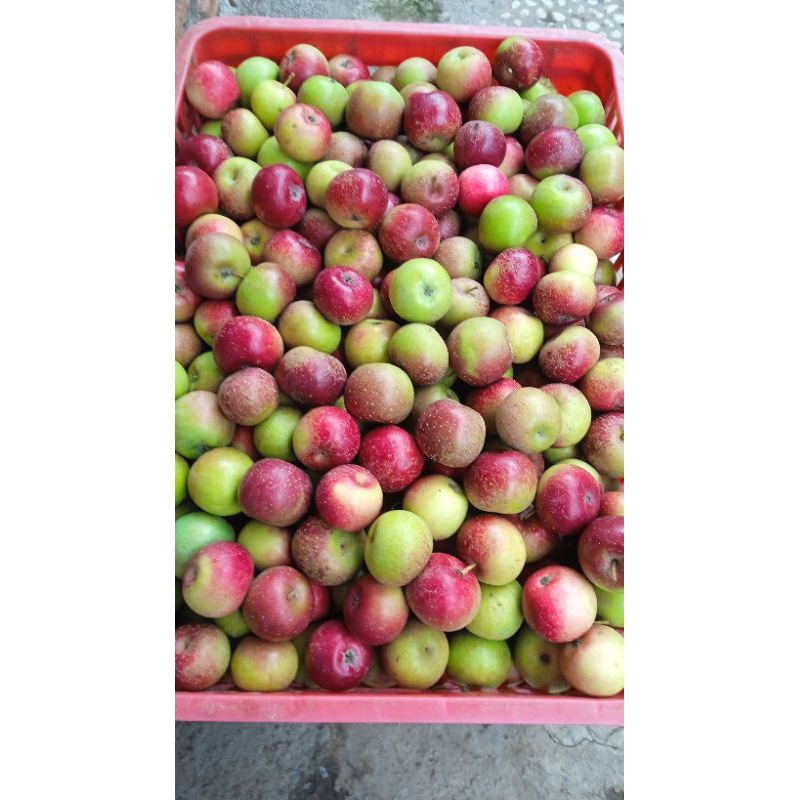 

Apel Cery Rome Beauty malang berat 1 kg