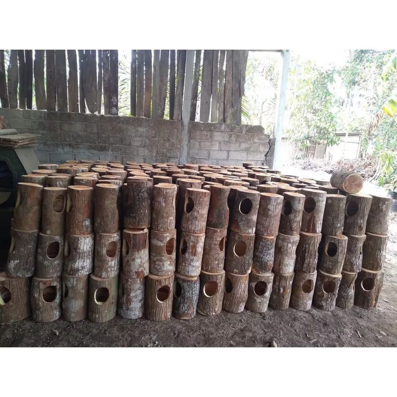Glodok pohon untuk murai batu / kacer / Glodok burung / rumah burung