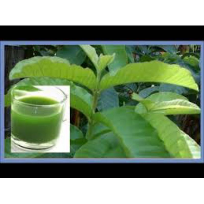 

daun jambu biji merah segar untuk herbal 500grm