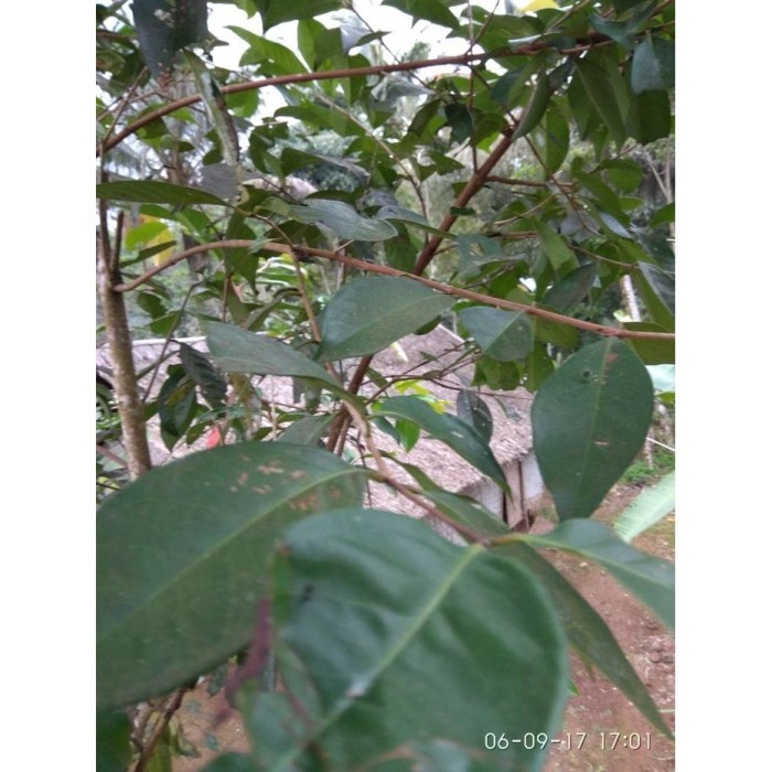 

READY Daun salam segar 100gr