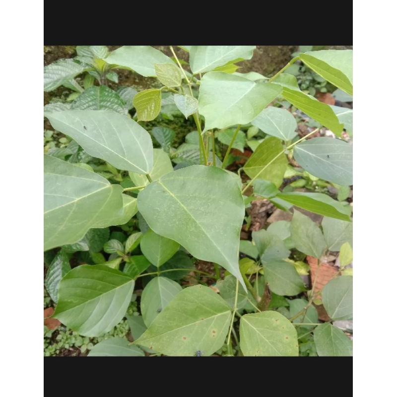 

Jual Daun Dadap Serep Segar 100 gram