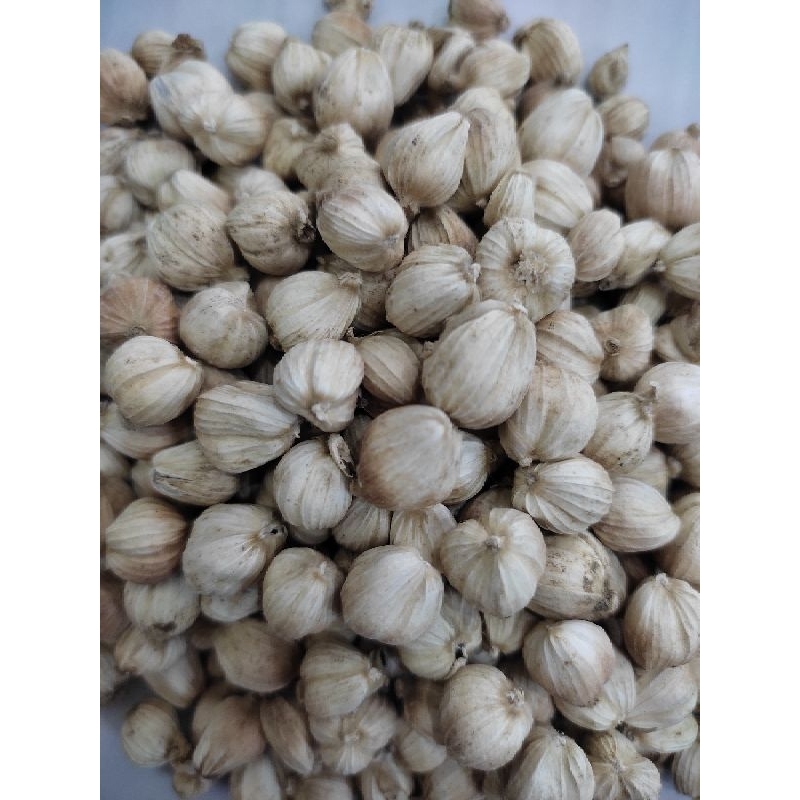 

KAPULAGA PUTIH SUPER PILIHAN TERBAIK 250 gr 150 gr 100 gr 50 gr