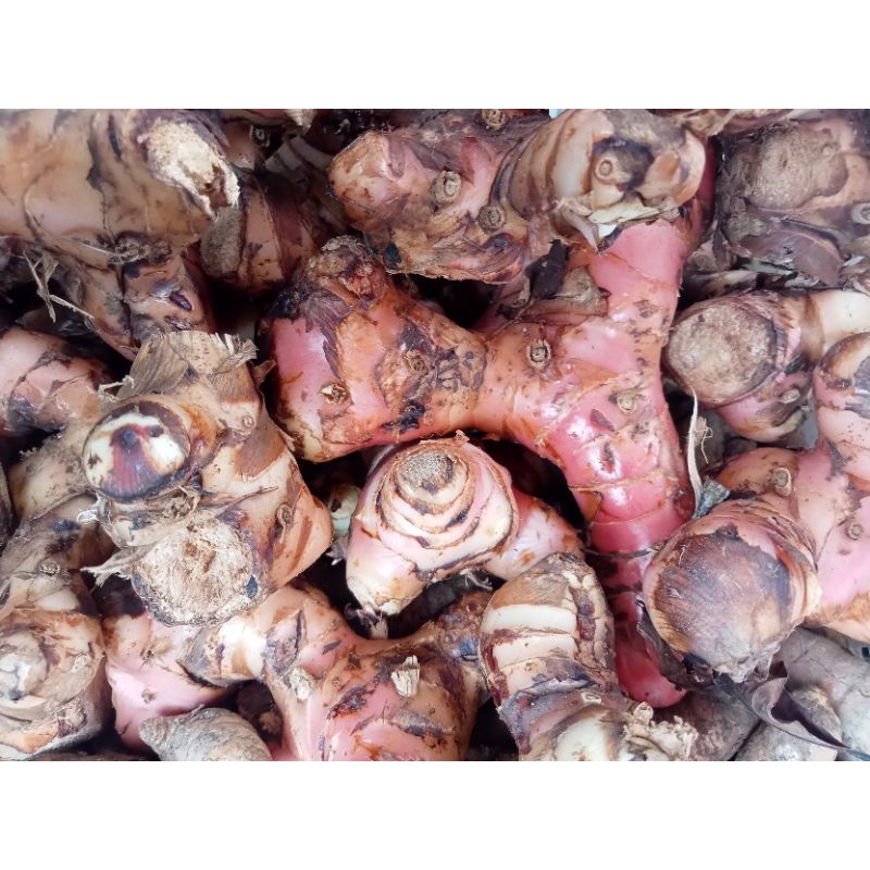 

Lengkuas Muda Merah Super 1kg