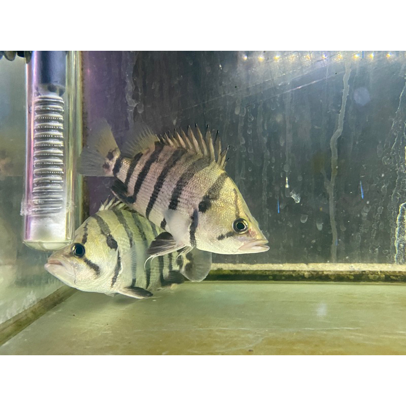 ikan datz sumatra 4bar