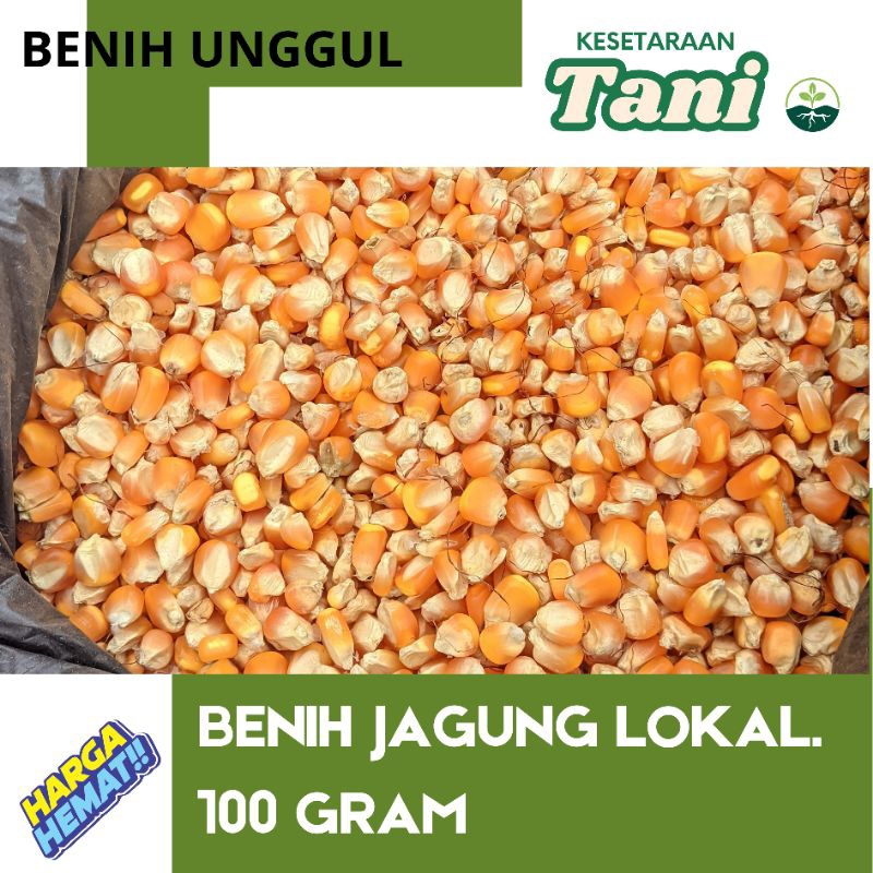 

Jagung Lokal Super