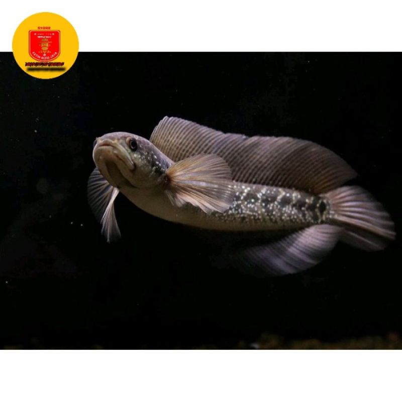 Cana asiatika AsiaTika WSpure 8-10 cm Gondrong slayer