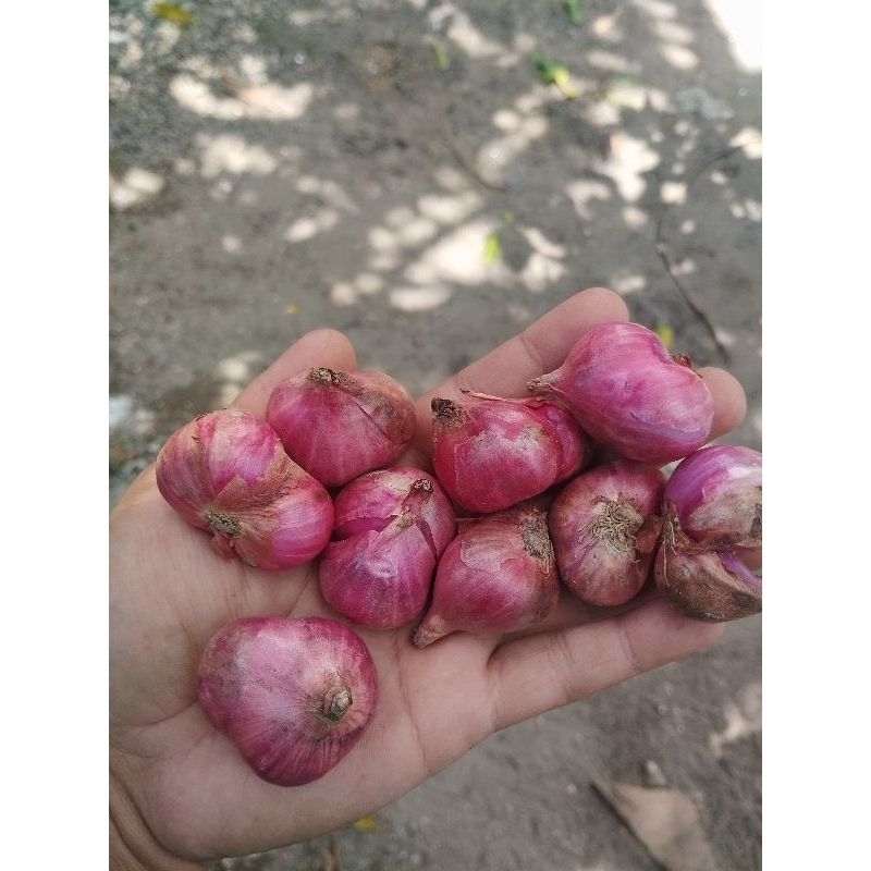 

bawang merah super termurah 1kg