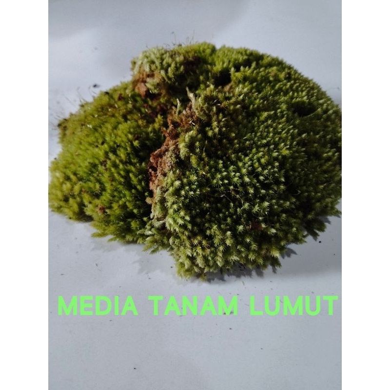 lumut media tanam/mos lumut
