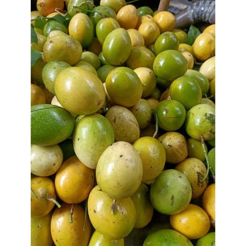 

(Ready) Buah Markisa Matang di Pohon