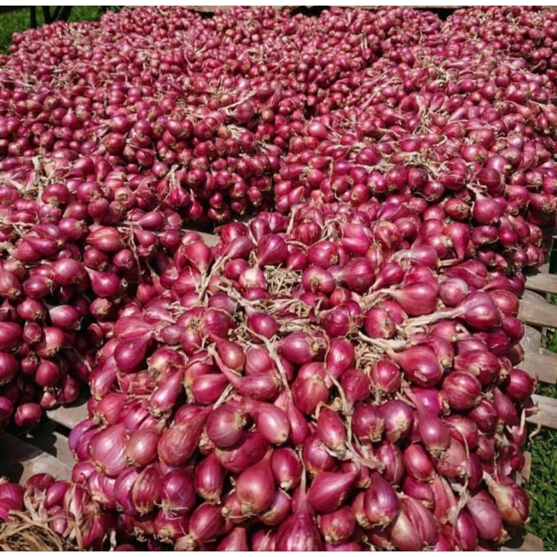 

BAWANG MERAH SUPER ASLI NGANJUK 1 Kg