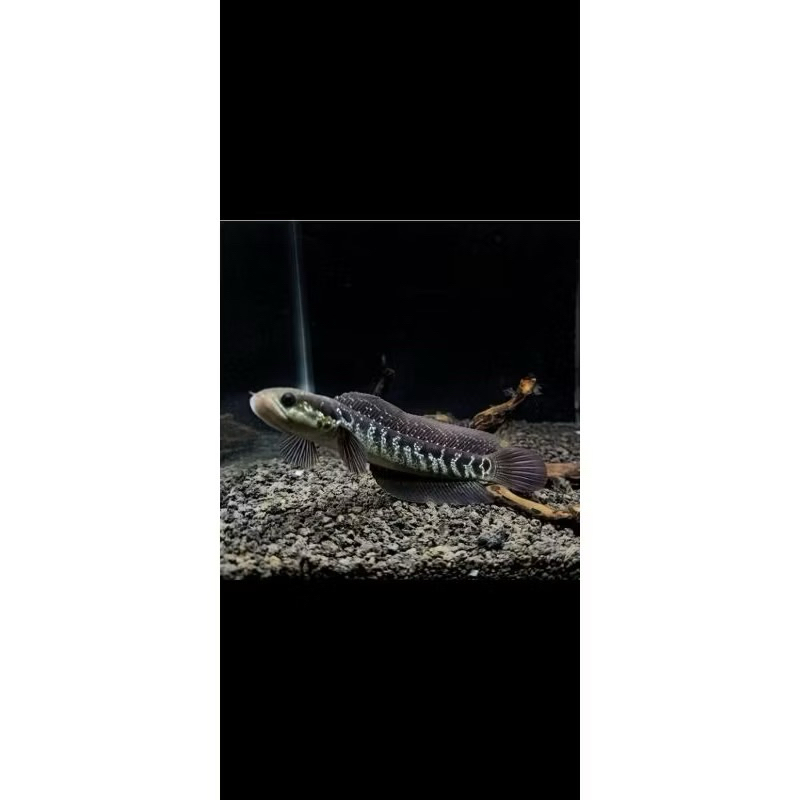 hiasan aquarium patung asiatica ws pure 10-13cm
