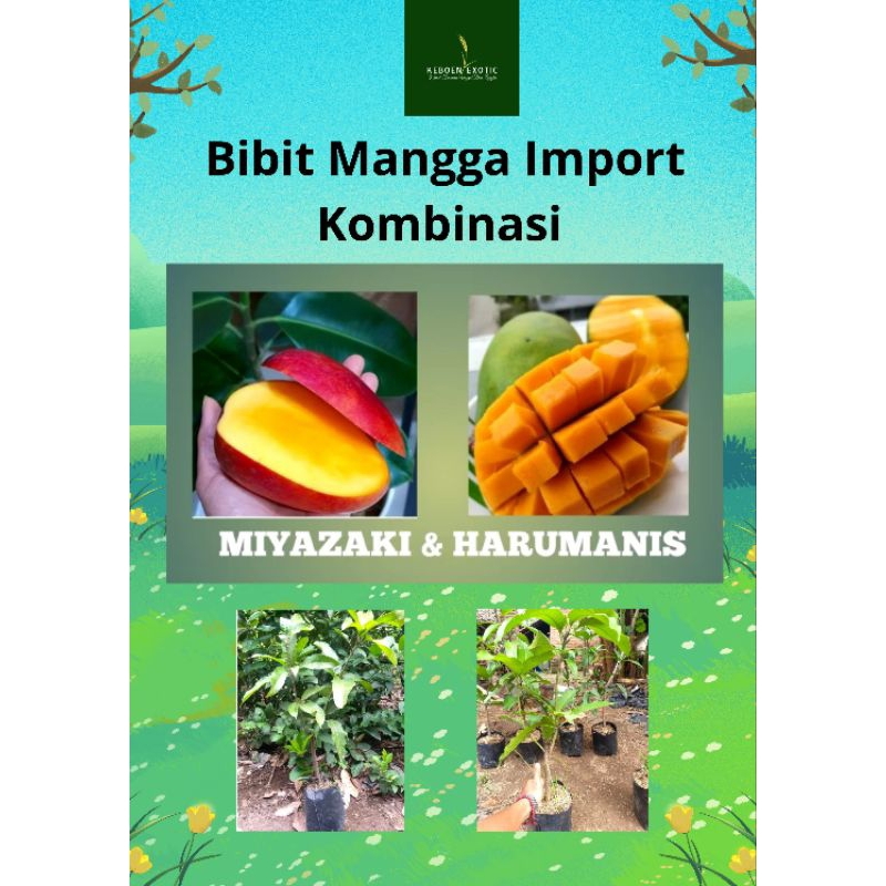 Bibit Mangga Import & Lokal Kombinasi Miyazaki & Harumanis