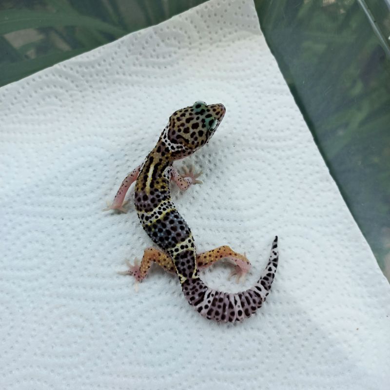 MAINAN GECKO MACK SNOW BLACK NIGHT