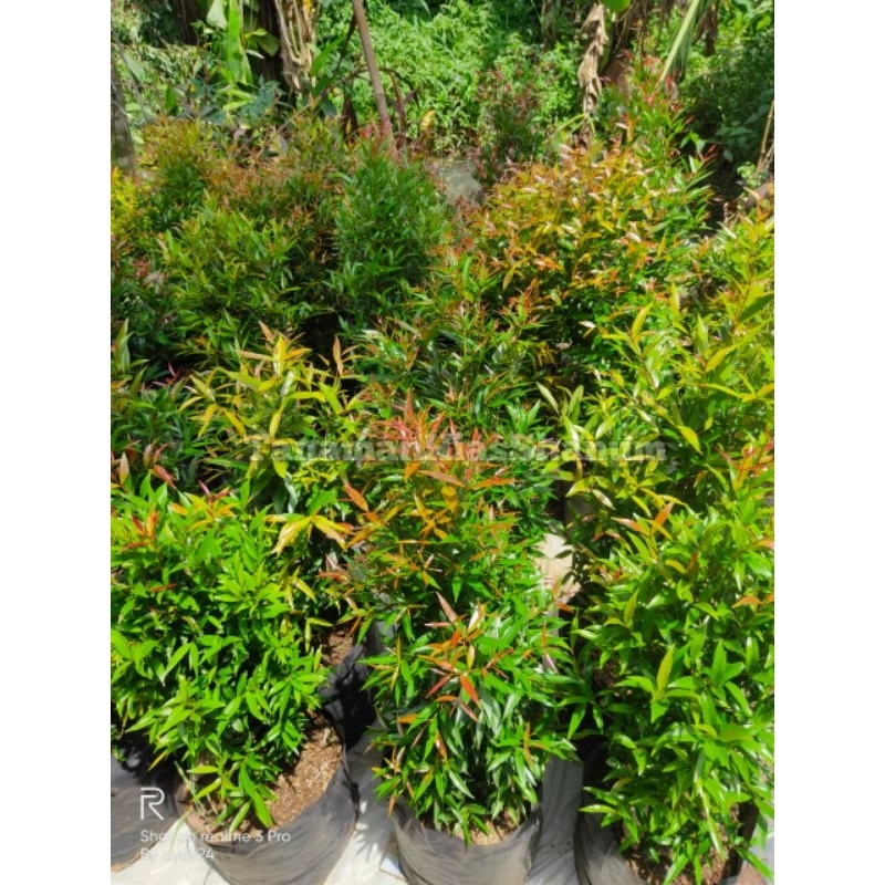 tanaman hias pucuk merah tinggi 50-80cm - pohon pucuk merah - bibit pucuk merah - pucuk merah - tana