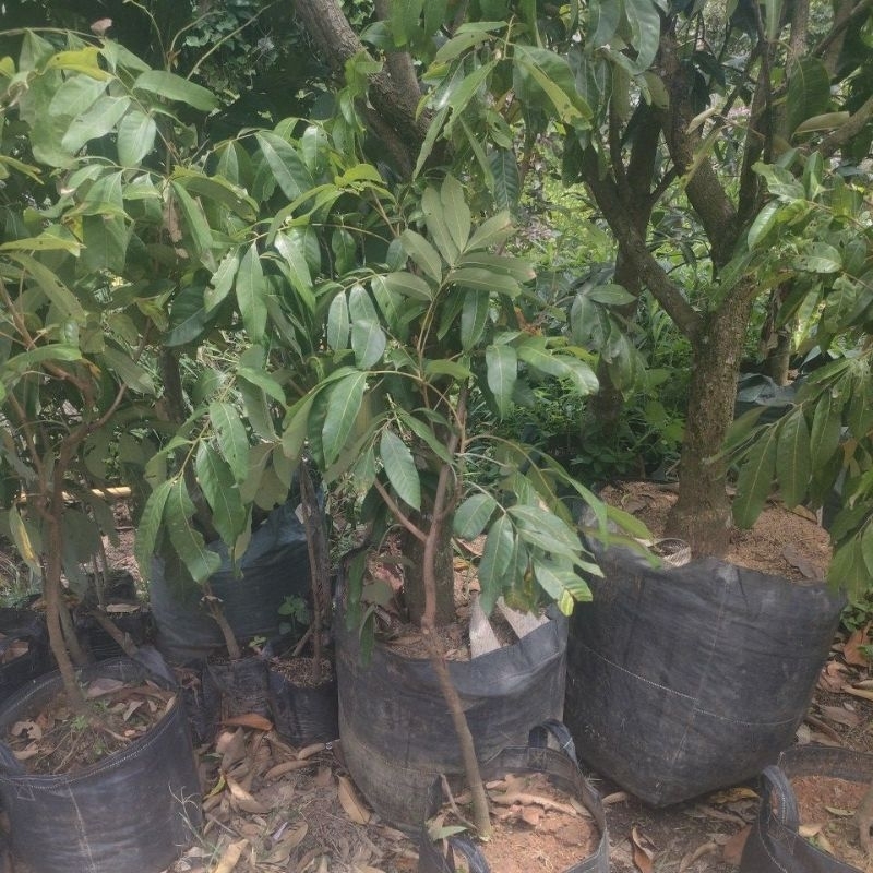 

kelengkeng new kristal 3 mter