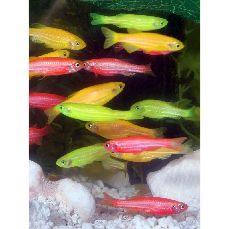 

paket zebra danio isi 3 ekong