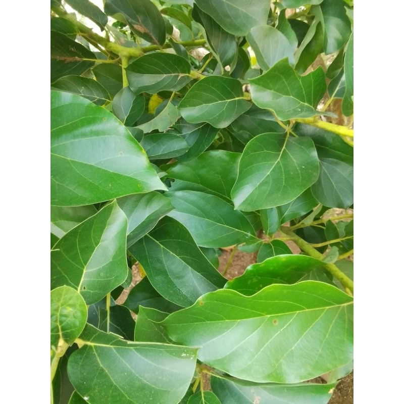 

Daun alpukat segar Obat herbal tanaman herbal tradisional petik dadakan/30 lembar/Nur'falisha oll shopp