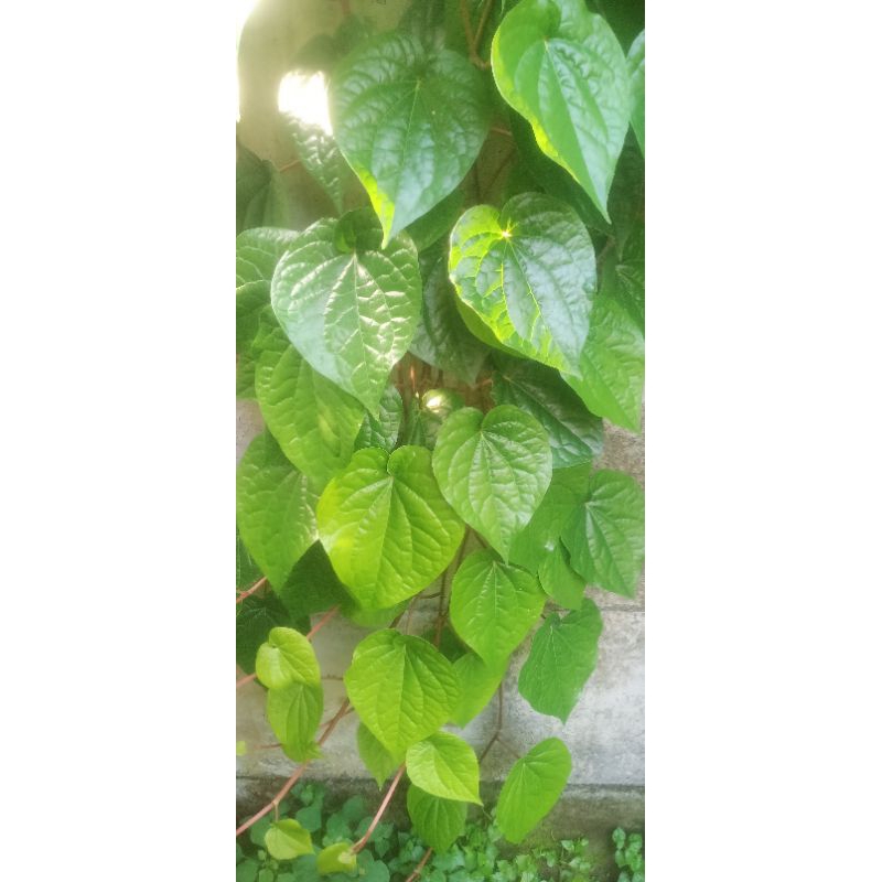 

DAUN SIRIH SEGAR 100 GRAM