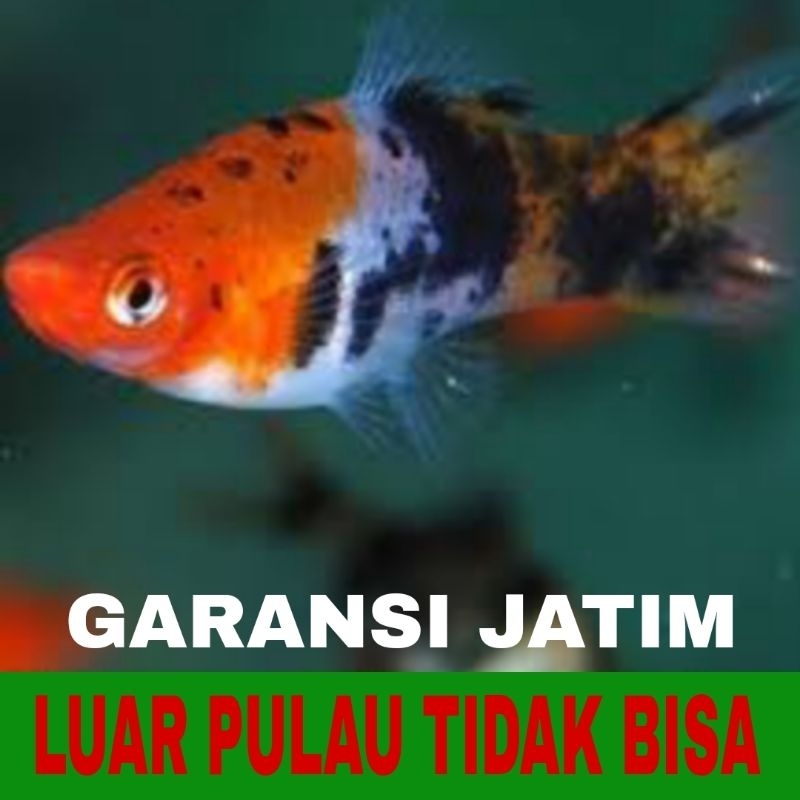 ikan platy sanke isi 10 pcs