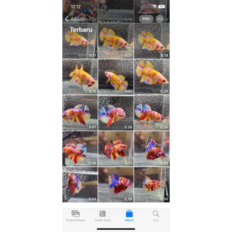 cupang multicolor yellow base ecer dan partai