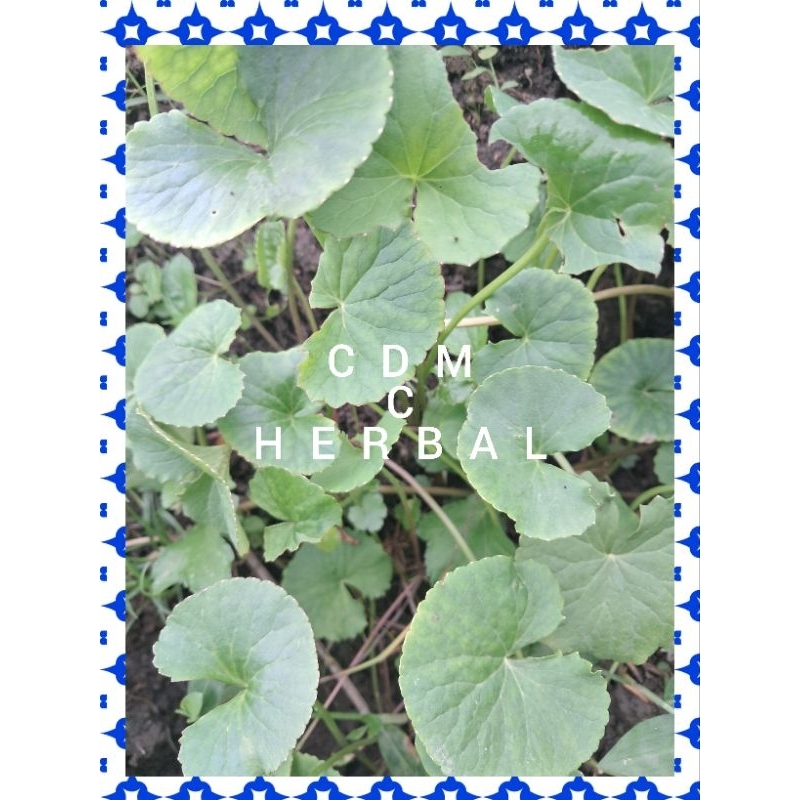 

daun pegagan segar obar herbal almi 500grm