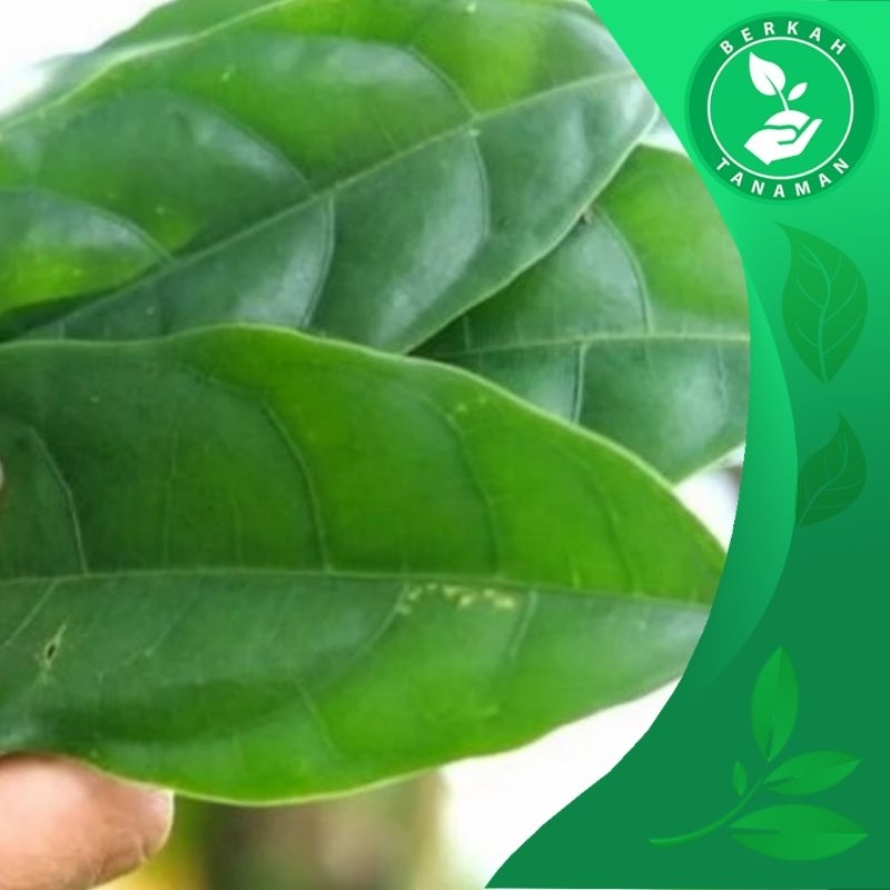 

Daun Hantap Segar 100 Lembar