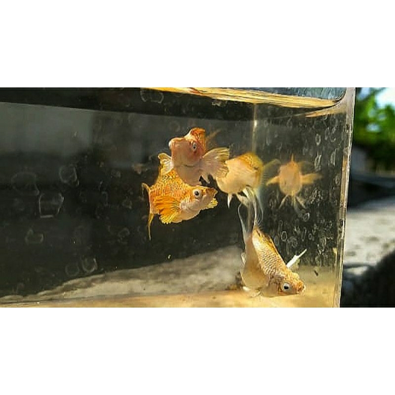 MOLLY BALON TAILAND 2 pasang/MOLLY TAILAND/MOLLY MERPATI CAWANG/MOLLY BALON/HIASAN AQUARIUM/HIASAN A
