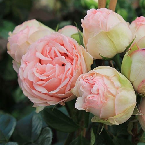 Mawar Import Charming Piano - Charming Piano Rose