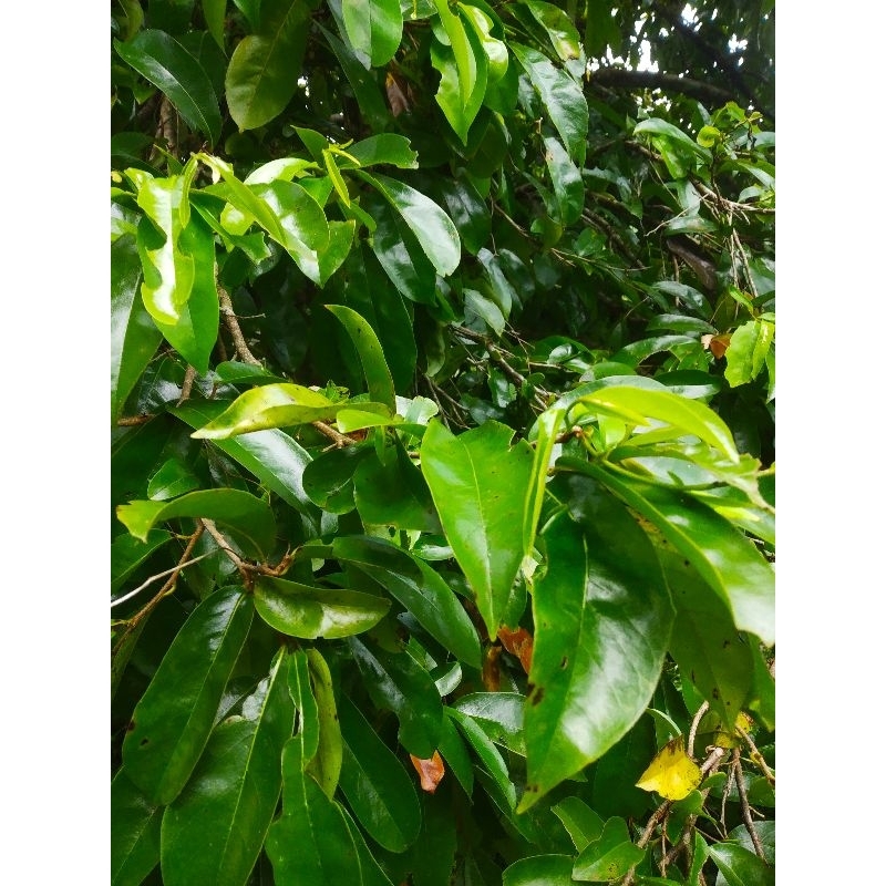 

Daun Sirsak Segar per kg | Free 50 lembar setiap pembelian
