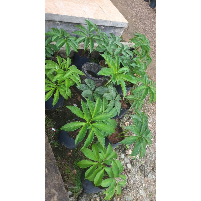 bibit tanaman katak porang/umbi porang