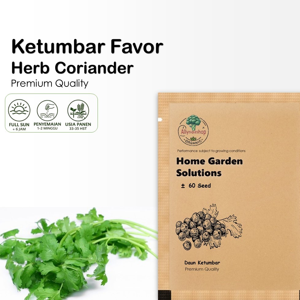 60 Biji - Benih  Benih Daun Ketumbar Favor Tanaman Herb Coriander